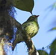 Cotinga vert et noir