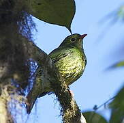 Cotinga vert et noir