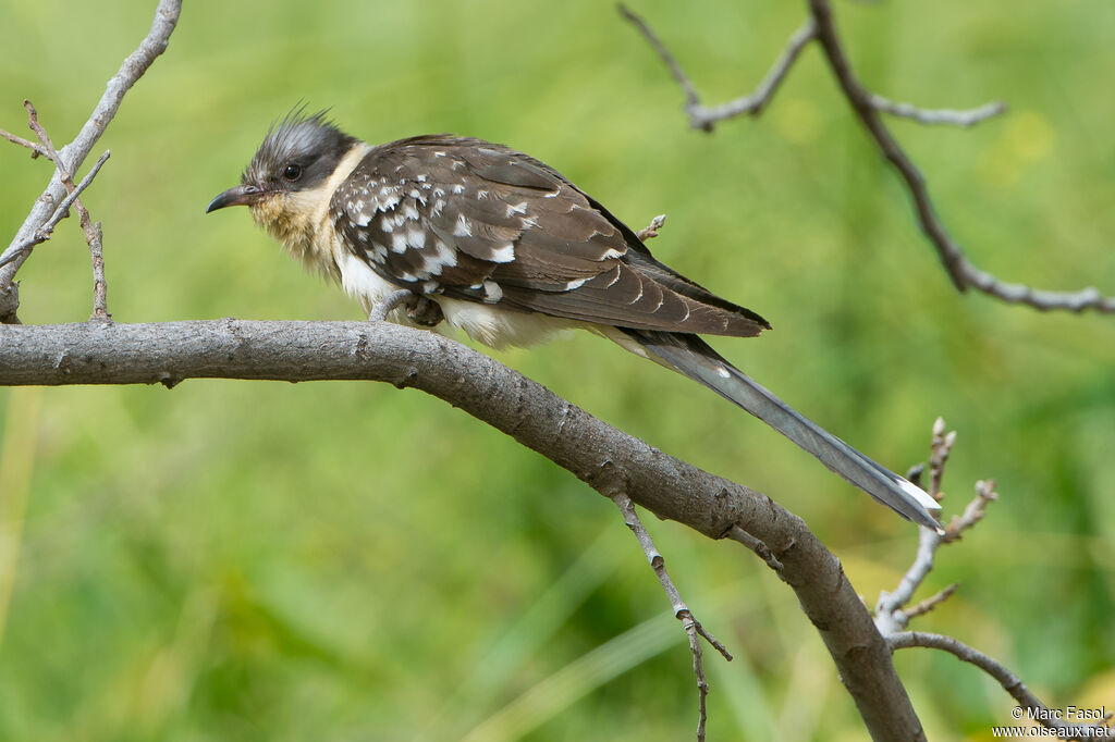 Coucou geai femelle adulte, identification
