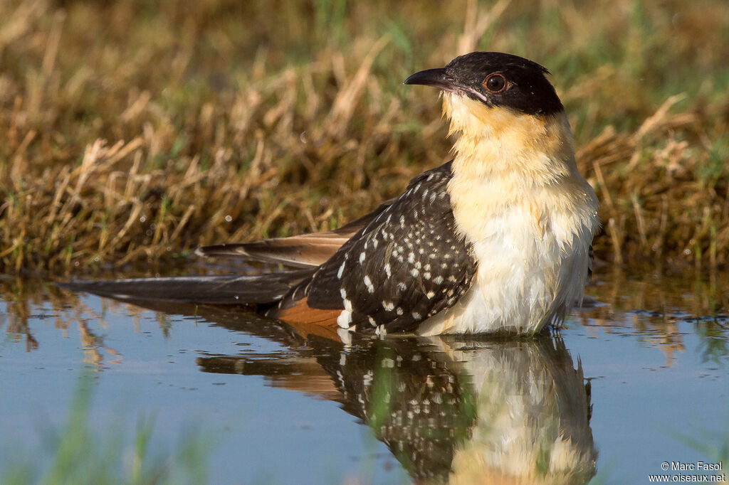 Great Spotted CuckooFirst year, identification, care