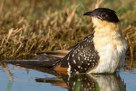 Great Spotted Cuckoo