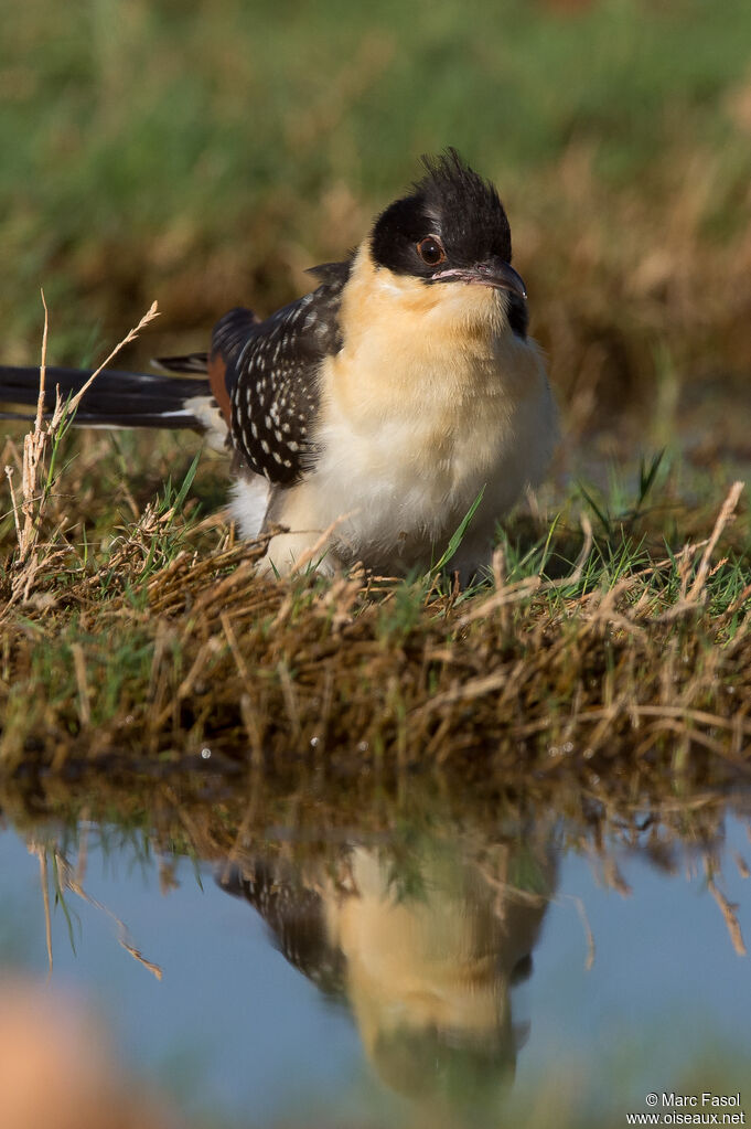 Great Spotted CuckooFirst year, identification, drinks