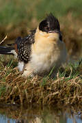 Great Spotted Cuckoo