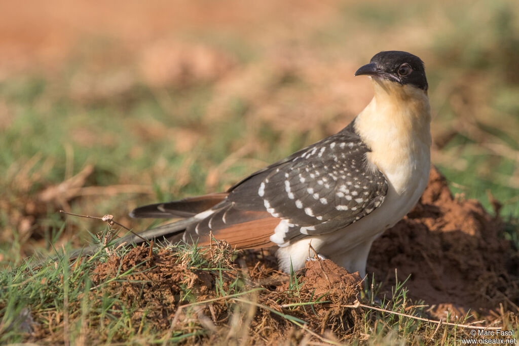 Great Spotted Cuckoojuvenile, identification