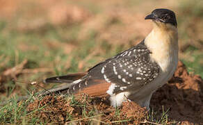 Great Spotted Cuckoo