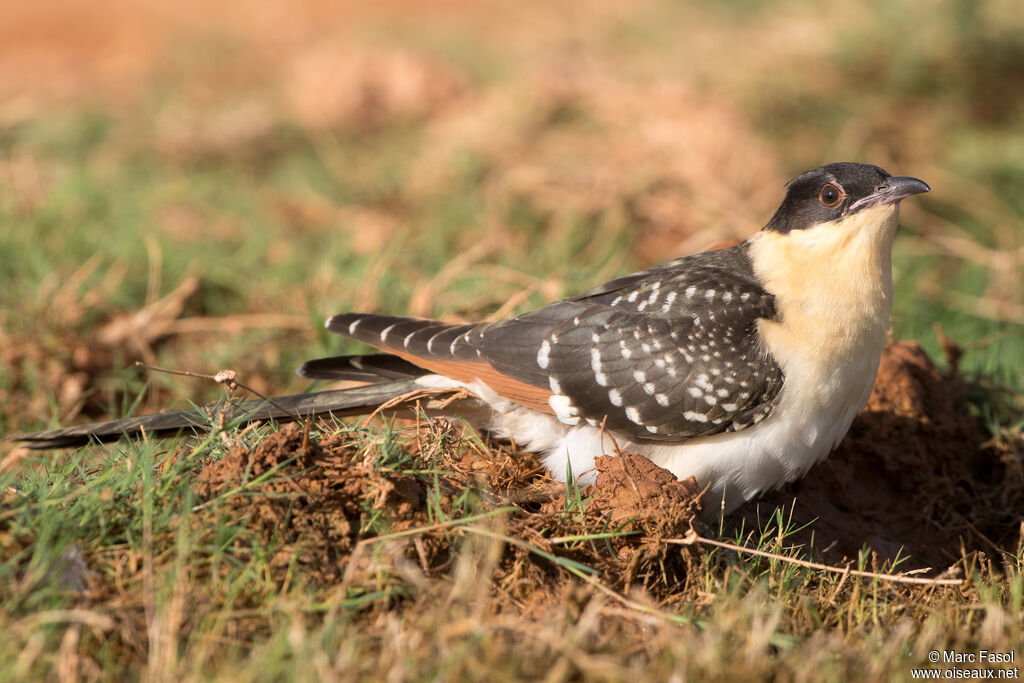 Great Spotted Cuckoojuvenile