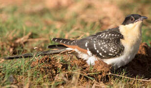 Great Spotted Cuckoo