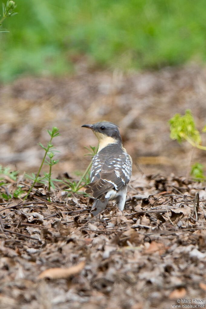 Coucou geai femelle adulte nuptial, identification