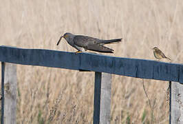 Common Cuckoo