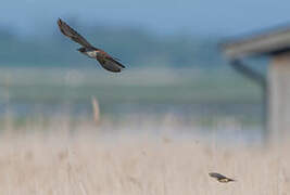 Common Cuckoo