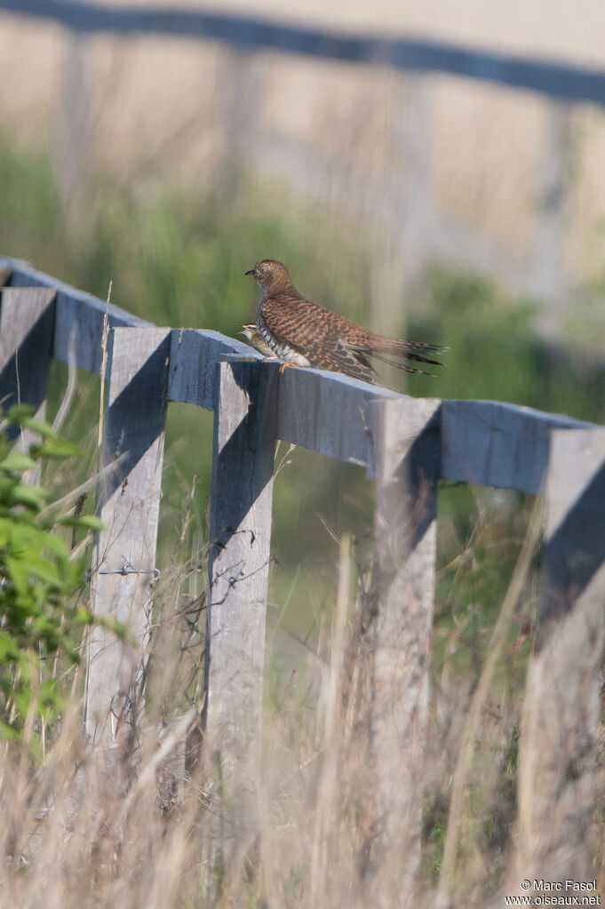 Common Cuckoo female adult breeding, identification