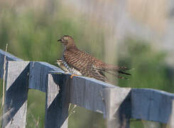 Common Cuckoo