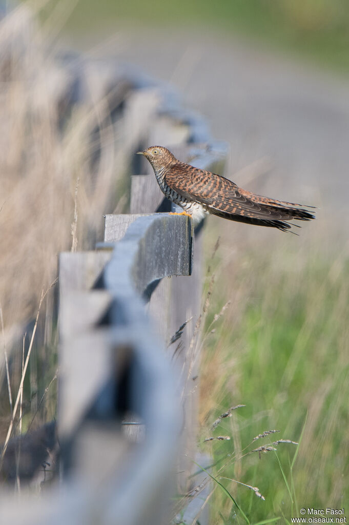 Common Cuckoo female adult, identification