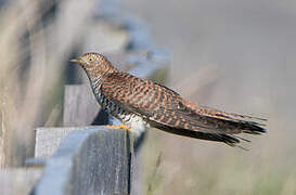 Common Cuckoo