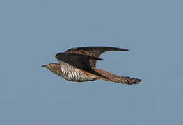 Common Cuckoo