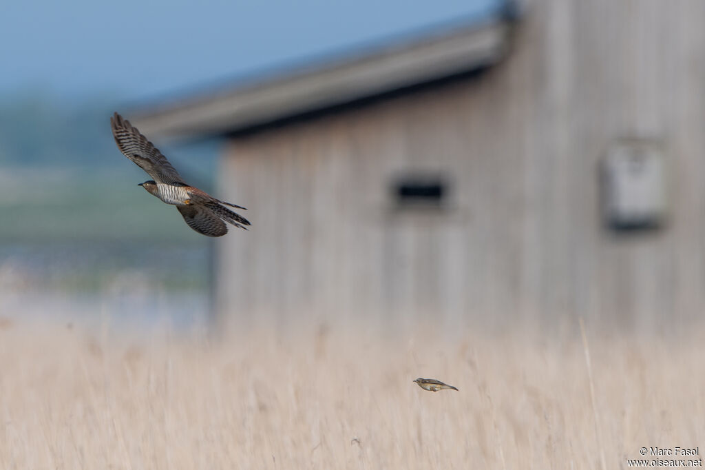 Common Cuckoo female adult, Flight