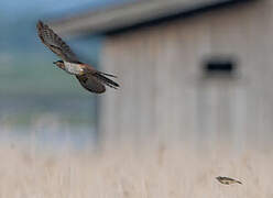 Common Cuckoo