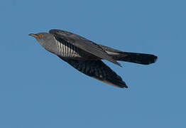 Common Cuckoo