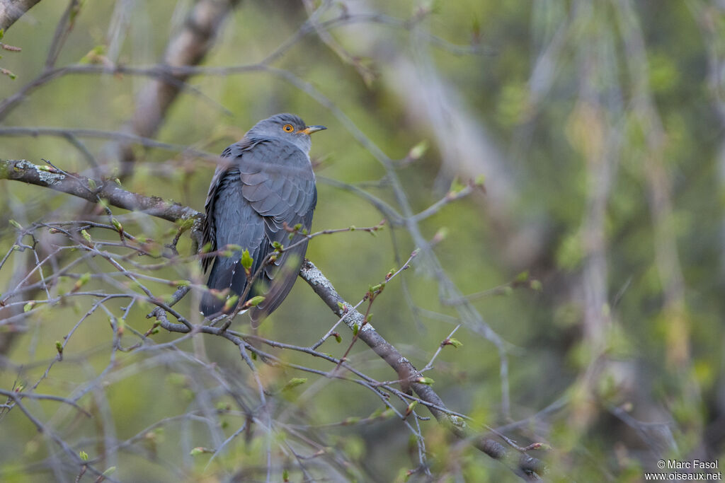 Coucou gris mâle adulte nuptial, identification