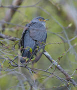 Common Cuckoo