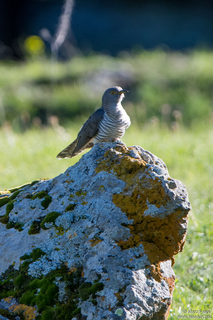 Coucou gris mâle adulte nuptial, identification