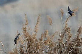 Common Cuckoo