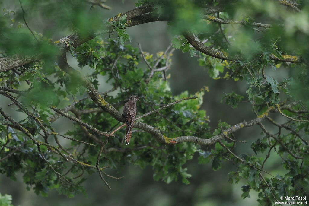 Common Cuckoojuvenile, identification