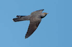 Common Cuckoo