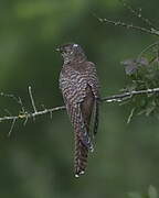 Common Cuckoo