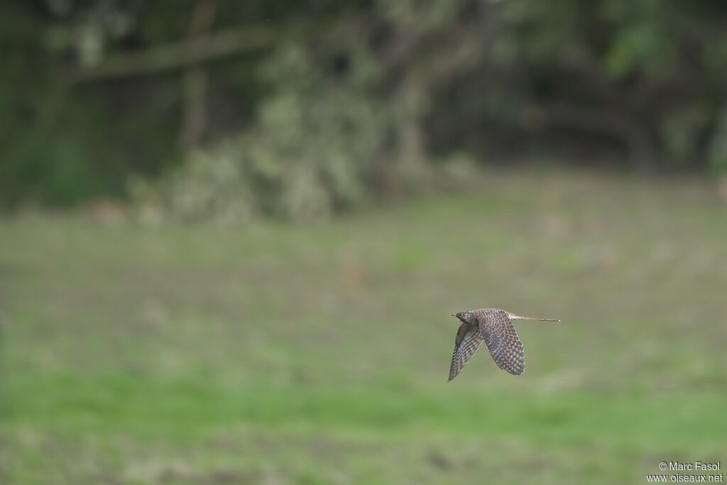 Common Cuckoojuvenile, Flight