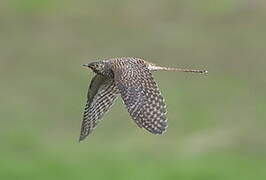 Common Cuckoo