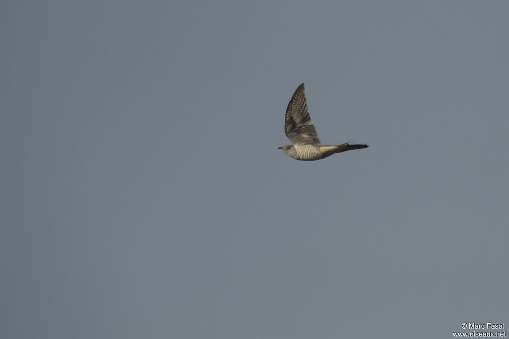 Common Cuckoo male adult, Flight