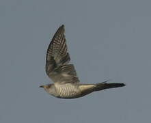 Common Cuckoo