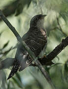 Common Cuckoo