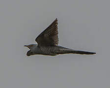 Common Cuckoo