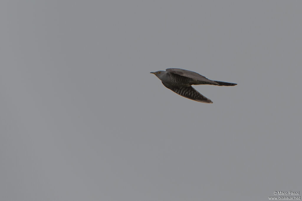 Common Cuckoo male adult, Flight