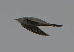 Common Cuckoo