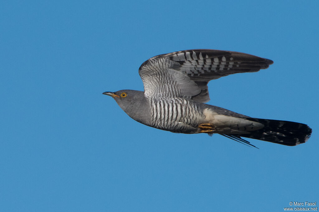 Common Cuckoo male adult breeding, Flight