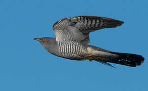 Common Cuckoo