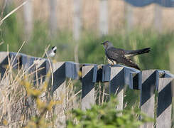 Common Cuckoo