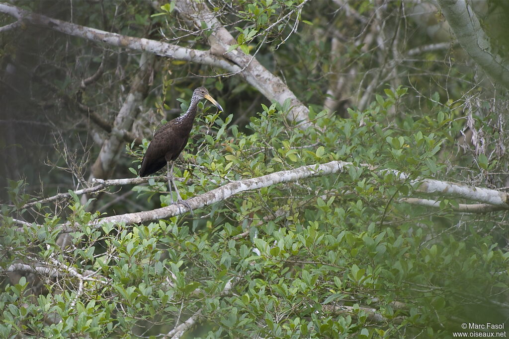 Courlan brunadulte, identification