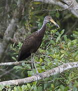 Limpkin