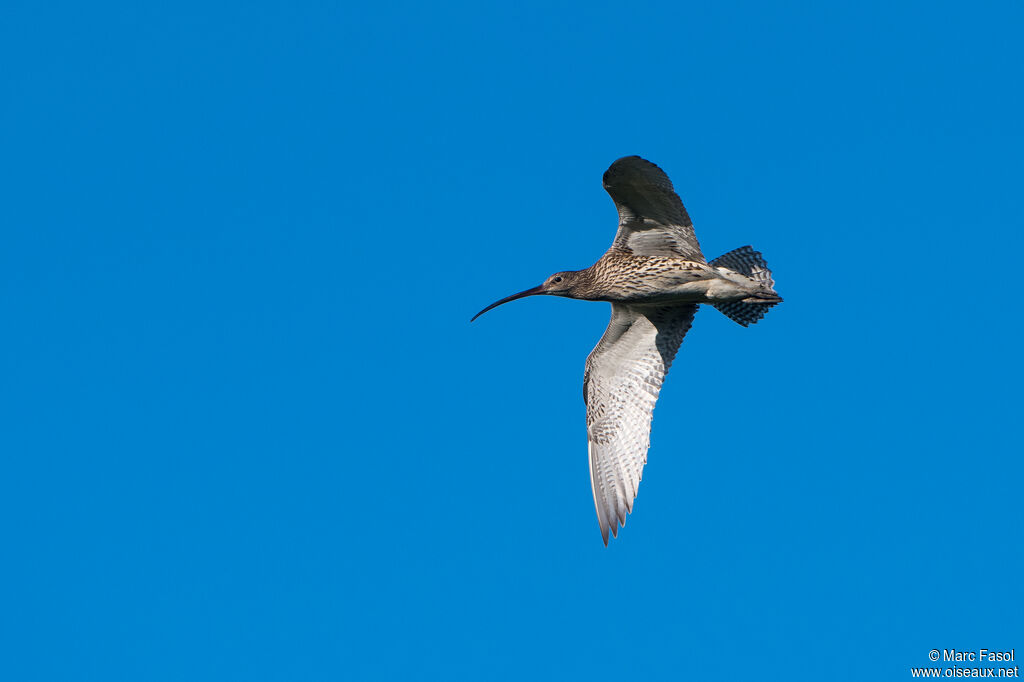 Eurasian Curlewadult, Flight