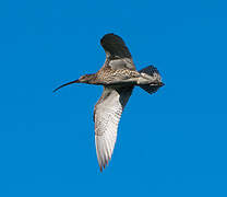 Eurasian Curlew