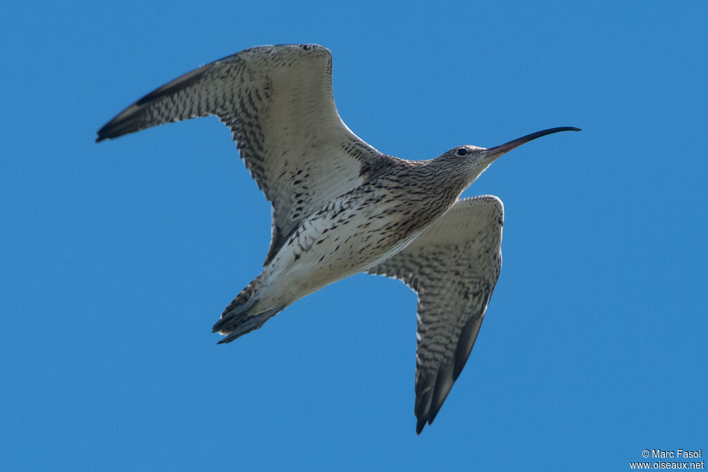 Eurasian Curlewadult, Flight