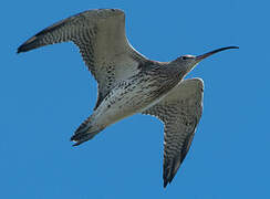 Eurasian Curlew