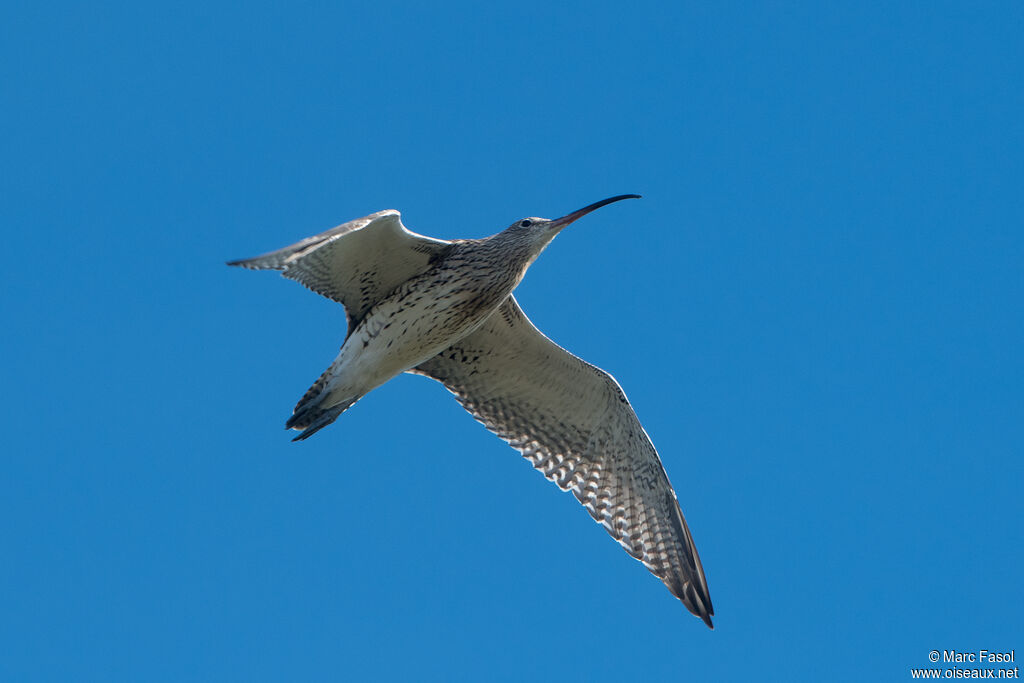 Eurasian Curlewadult, Flight