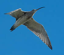 Eurasian Curlew