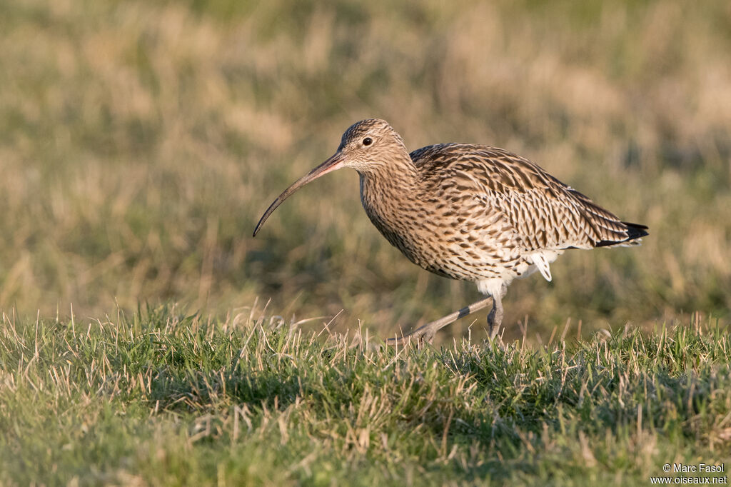 Eurasian Curlewadult, walking, fishing/hunting