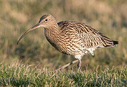 Eurasian Curlew